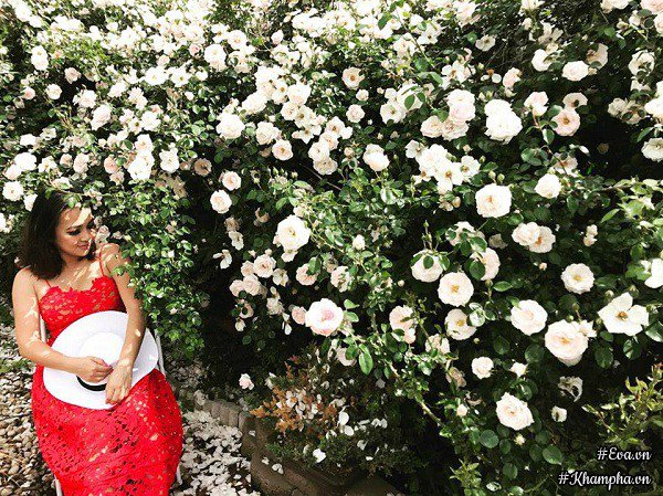 Mách cách chăm sóc hoa hồng để cây khỏe mạnh, cho hoa rực rỡ - 1