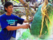 Nhà đẹp - Những loại rau củ khổng lồ của nông dân Việt khiến người xem không tin vào mắt mình