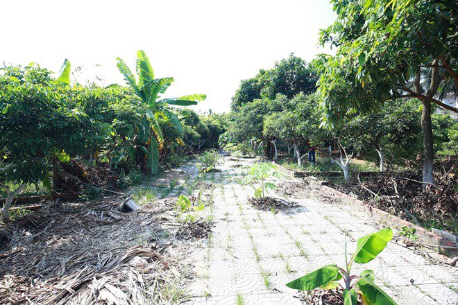 Giang Còi tiết lộ lý do lui về sống trong mảnh vườn 10.000m² ở quê - 5
