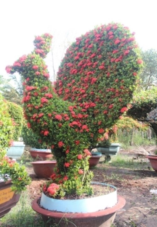 Giật mình bắt gặp cây “biến hóa” thành người, động vật... - 11
