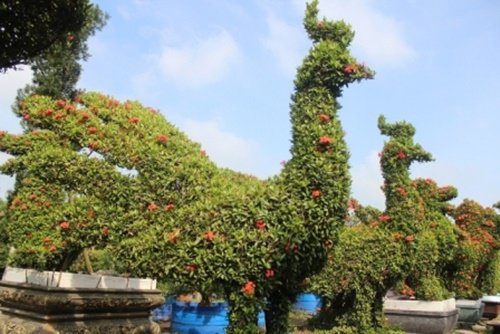 Giật mình bắt gặp cây “biến hóa” thành người, động vật... - 12