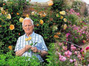 Nhà đẹp - Ngất ngây vườn hồng như tiên cảnh của David Austin - vĩ nhân hoa hồng thế giới