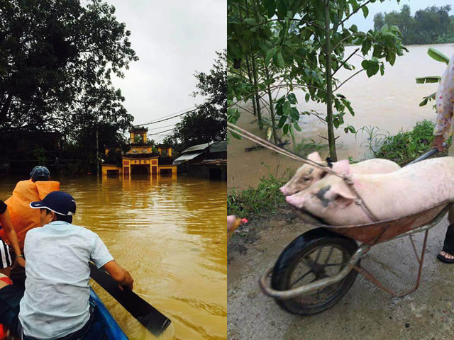 Chùm ảnh: Hội An oằn mình trong dòng lũ, người dân tìm cách cứu vật nuôi