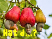 Nhà đẹp - Quiz: Hạt ăn thường xuyên, nhưng bạn có biết khi ở trên cây chúng trông ra sao không?