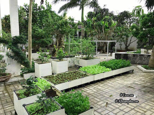 Vườn rau đáng ngưỡng mộ của mẹ Sóc Trăng từng trồng rau muống 3 tháng ...