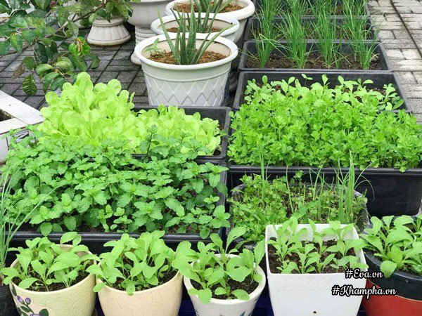 Vườn rau đáng ngưỡng mộ của mẹ Sóc Trăng từng trồng rau muống 3 tháng ...