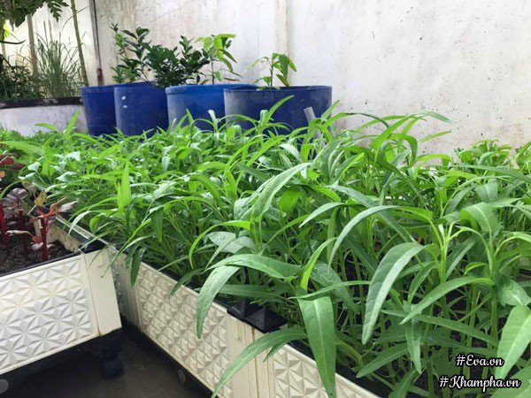 Vườn rau đáng ngưỡng mộ của mẹ Sóc Trăng từng amp;#34;trồng rau muống 3 tháng chưa được ănamp;#34; - 5
