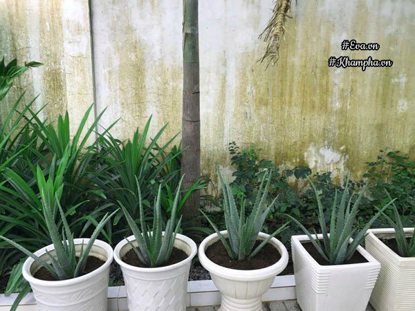Vườn rau đáng ngưỡng mộ của mẹ Sóc Trăng từng amp;#34;trồng rau muống 3 tháng chưa được ănamp;#34; - 11