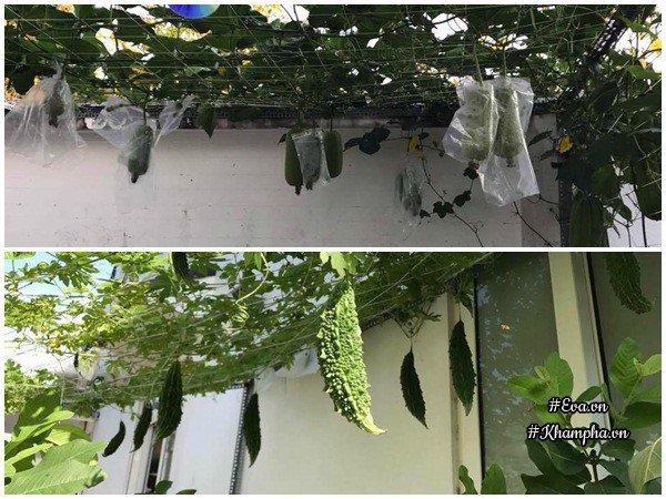 Vườn rau đáng ngưỡng mộ của mẹ Sóc Trăng từng amp;#34;trồng rau muống 3 tháng chưa được ănamp;#34; - 19