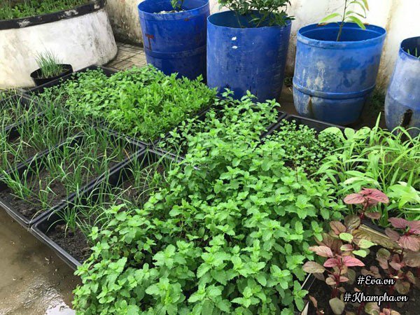 Vườn rau đáng ngưỡng mộ của mẹ Sóc Trăng từng amp;#34;trồng rau muống 3 tháng chưa được ănamp;#34; - 18