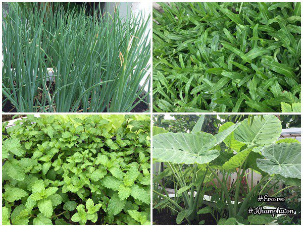Vườn rau đáng ngưỡng mộ của mẹ Sóc Trăng từng amp;#34;trồng rau muống 3 tháng chưa được ănamp;#34; - 17