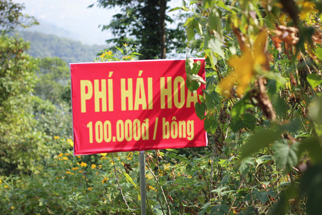 Du khách nô nức chụp ảnh với hoa dã quỳ vàng rực ở Ba Vì - 9