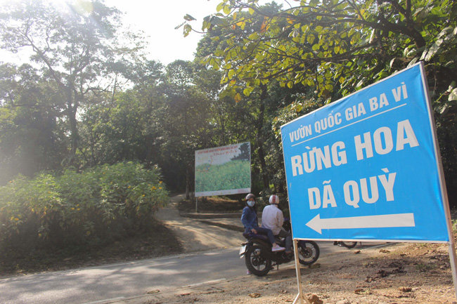 Du khách nô nức chụp ảnh với hoa dã quỳ vàng rực ở Ba Vì - 1