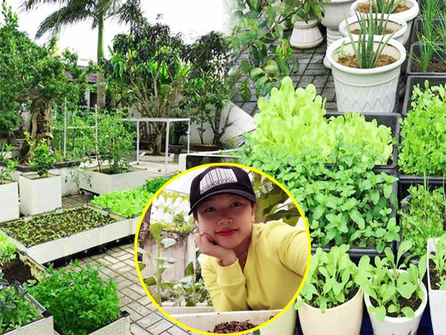 Vườn rau đáng ngưỡng mộ của mẹ Sóc Trăng từng trồng rau muống 3 tháng chưa được ăn