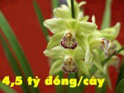 Nhà đẹp - Giật mình với 8 loài hoa đắt nhất thế giới, giá hàng tỷ đồng