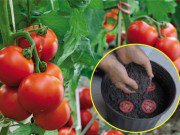 Nhà đẹp - Lạ đời cách trồng cà chua "thái miếng" chỉ mất vài phút, sau được cả vườn cà chua sai trĩu