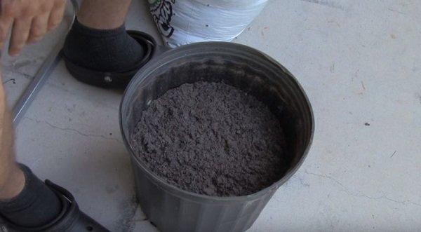 Lạ đời cách trồng cà chua amp;#34;thái miếngamp;#34; chỉ mất vài phút, sau được cả vườn cà chua sai trĩu - 3