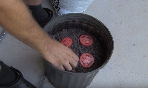 Lạ đời cách trồng cà chua amp;#34;thái miếngamp;#34; chỉ mất vài phút, sau được cả vườn cà chua sai trĩu - 5