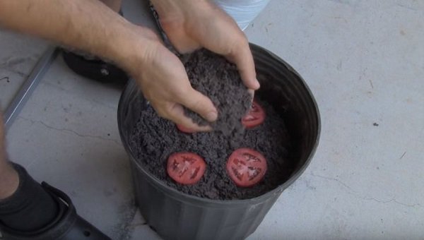 Lạ đời cách trồng cà chua amp;#34;thái miếngamp;#34; chỉ mất vài phút, sau được cả vườn cà chua sai trĩu - 6