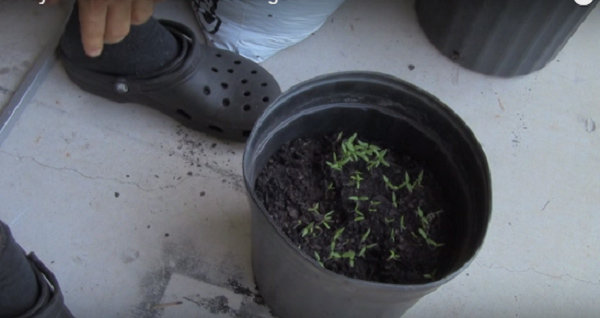 Lạ đời cách trồng cà chua amp;#34;thái miếngamp;#34; chỉ mất vài phút, sau được cả vườn cà chua sai trĩu - 8
