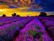 Ảnh đẹp Eva - "Đứng hình" trước những thung lũng hoa quyến rũ nhất hành tinh