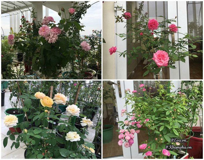 Chỉ mới trồng được 8 tháng nhưng mẹ Sài Gòn đã có vườn hoa hồng sân thượng tuyệt đẹp - 10