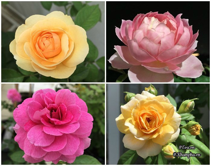 Chỉ mới trồng được 8 tháng nhưng mẹ Sài Gòn đã có vườn hoa hồng sân thượng tuyệt đẹp - 8