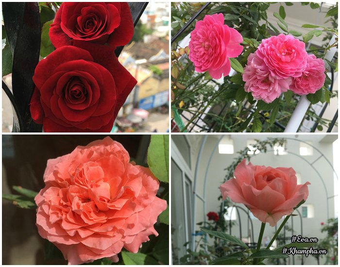 Chỉ mới trồng được 8 tháng nhưng mẹ Sài Gòn đã có vườn hoa hồng sân thượng tuyệt đẹp - 11