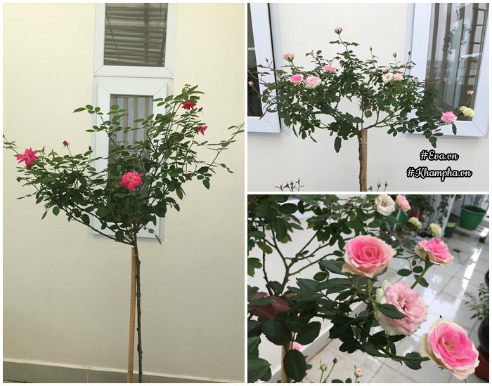 Chỉ mới trồng được 8 tháng nhưng mẹ Sài Gòn đã có vườn hoa hồng sân thượng tuyệt đẹp - 12