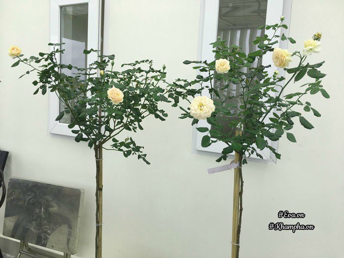 Chỉ mới trồng được 8 tháng nhưng mẹ Sài Gòn đã có vườn hoa hồng sân thượng tuyệt đẹp - 7