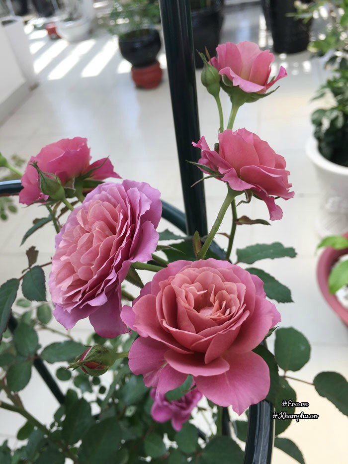 Chỉ mới trồng được 8 tháng nhưng mẹ Sài Gòn đã có vườn hoa hồng sân thượng tuyệt đẹp - 3