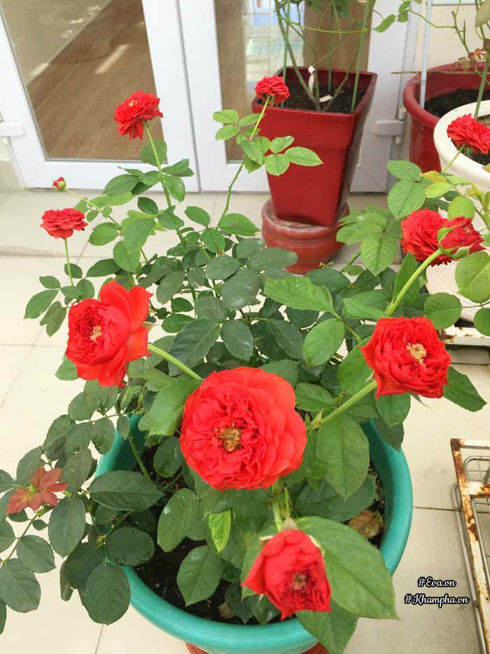 Chỉ mới trồng được 8 tháng nhưng mẹ Sài Gòn đã có vườn hoa hồng sân thượng tuyệt đẹp - 16