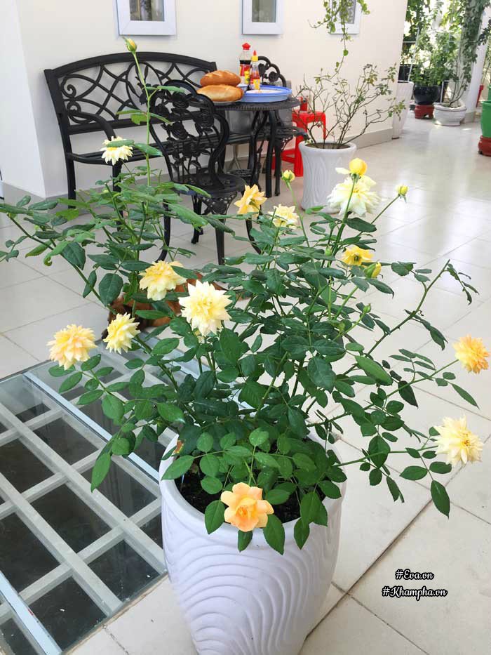 Chỉ mới trồng được 8 tháng nhưng mẹ Sài Gòn đã có vườn hoa hồng sân thượng tuyệt đẹp - 20