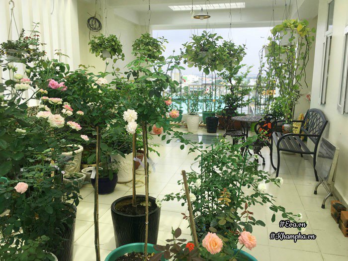 Chỉ mới trồng được 8 tháng nhưng mẹ Sài Gòn đã có vườn hoa hồng sân thượng tuyệt đẹp - 4