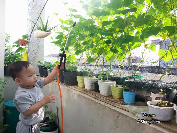 Ban công rau sạch chỉ 3.6m² đầy ắp kỷ niệm trồng rau dở khóc, dở cười của ông bố 9x - 20