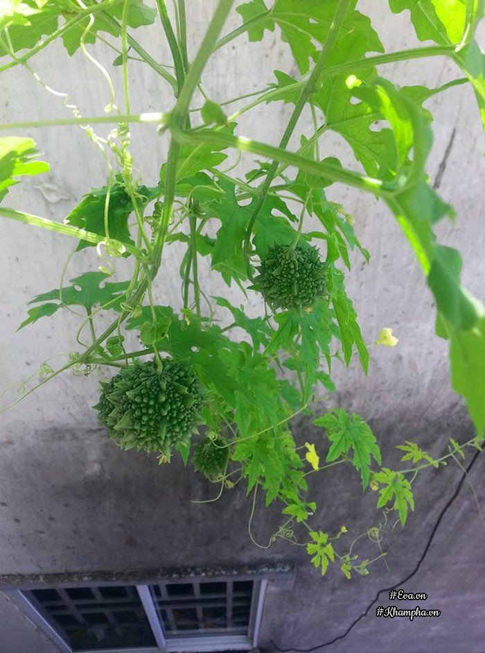 Ban công rau sạch chỉ 3.6m² đầy ắp kỷ niệm trồng rau dở khóc, dở cười của ông bố 9x - 10