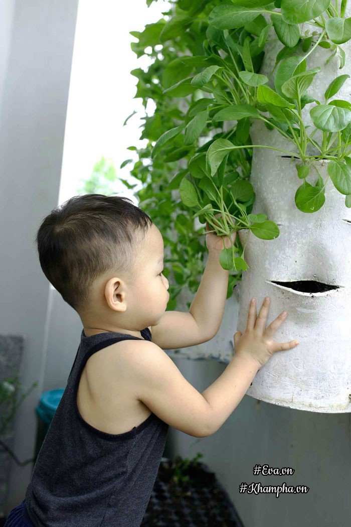 Ban công rau sạch chỉ 3.6m² đầy ắp kỷ niệm trồng rau dở khóc, dở cười của ông bố 9x - 4