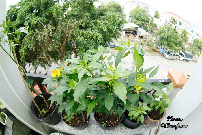 Ban công rau sạch chỉ 3.6m² đầy ắp kỷ niệm trồng rau dở khóc, dở cười của ông bố 9x - 16