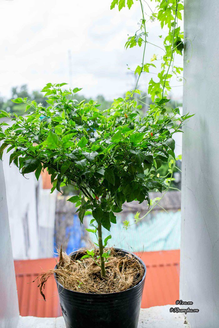 Ban công rau sạch chỉ 3.6m² đầy ắp kỷ niệm trồng rau dở khóc, dở cười của ông bố 9x - 17