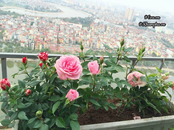 ban cong von ven 3m² co tram goc hong dua no sang ruc chung cu cua me ha thanh - 7