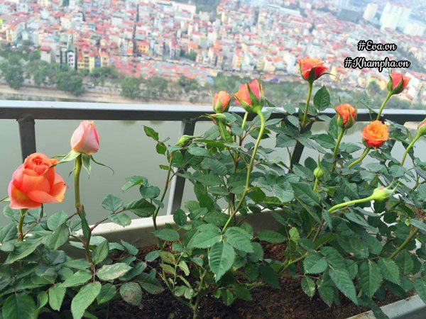 ban cong von ven 3m² co tram goc hong dua no sang ruc chung cu cua me ha thanh - 9