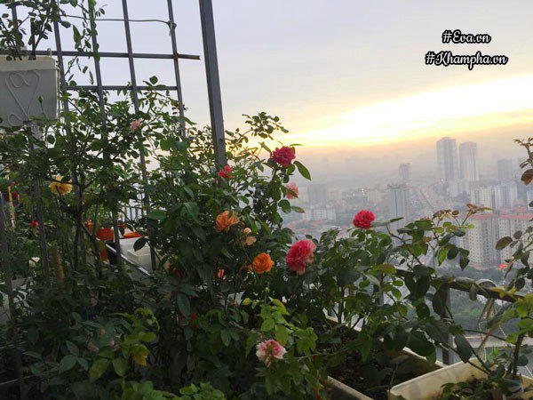 ban cong von ven 3m² co tram goc hong dua no sang ruc chung cu cua me ha thanh - 2