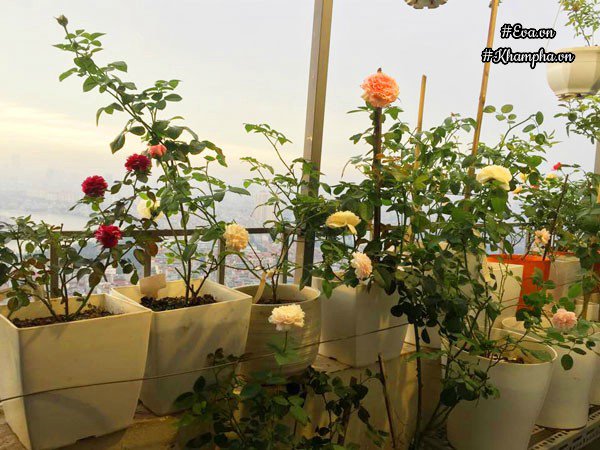 ban cong von ven 3m² co tram goc hong dua no sang ruc chung cu cua me ha thanh - 3