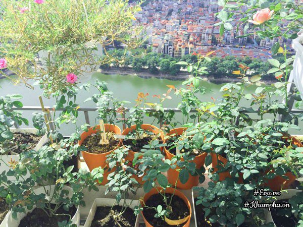 ban cong von ven 3m² co tram goc hong dua no sang ruc chung cu cua me ha thanh - 4