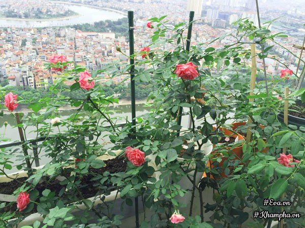 ban cong von ven 3m² co tram goc hong dua no sang ruc chung cu cua me ha thanh - 5