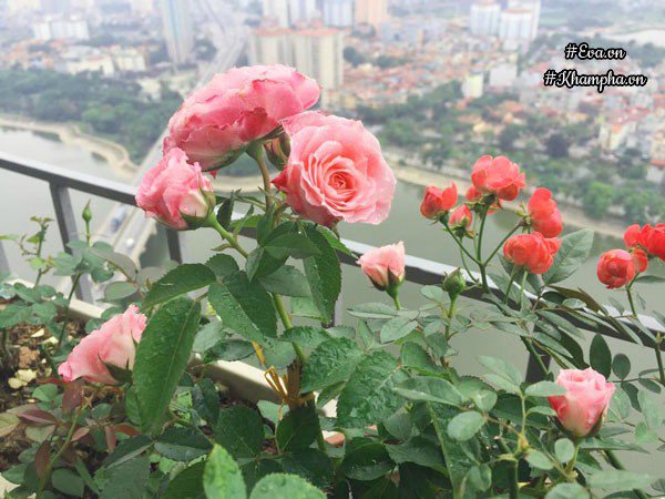 ban cong von ven 3m² co tram goc hong dua no sang ruc chung cu cua me ha thanh - 20