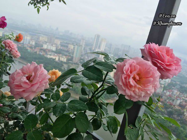 ban cong von ven 3m² co tram goc hong dua no sang ruc chung cu cua me ha thanh - 6