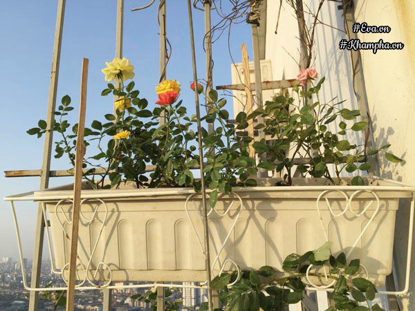 ban cong von ven 3m² co tram goc hong dua no sang ruc chung cu cua me ha thanh - 8