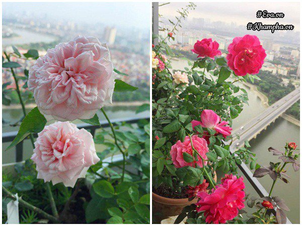 ban cong von ven 3m² co tram goc hong dua no sang ruc chung cu cua me ha thanh - 10