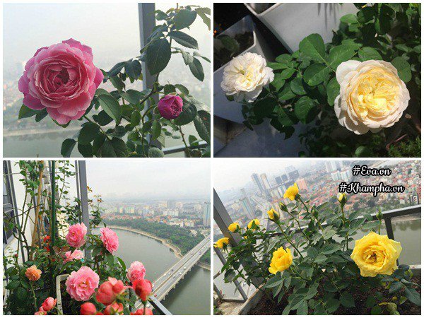 ban cong von ven 3m² co tram goc hong dua no sang ruc chung cu cua me ha thanh - 11